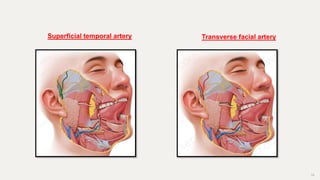 19
Superficial temporal artery Transverse facial artery
 