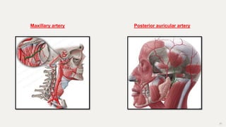 20
Maxillary artery Posterior auricular artery
 
