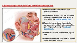 9/1/2023 22
Anterior and posterior divisions of retromandibular vein
 The vein divides into anterior and
posterior divisions.
 The anterior branch joins the facial vein
form the common facial vein, where it
drains into the internal jugular vein.
 Posterior branch joins the posterior
auricular vein just below the apex of the
parotid gland, forming the external
jugular vein.
 Drains to:- Internal and external jugular
vein.
 Drainage area:- Jaw, lateral skull, parotid
gland, masseter muscle.
 