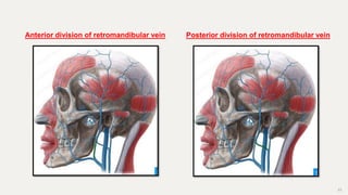 23
Anterior division of retromandibular vein Posterior division of retromandibular vein
 