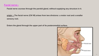 24
Facial nerve:-
Facial nerve courses through the parotid gland, without supplying any structure in it.
origin :- The facial nerve (CN VII) arises from two divisions: a motor root and a smaller
sensory root.
Enters the gland through the upper part of its posteromedial surface.
 