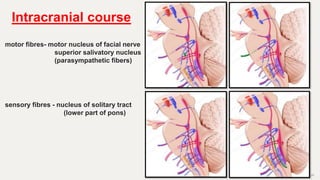 26
Intracranial course
motor fibres- motor nucleus of facial nerve
superior salivatory nucleus
(parasympathetic fibers)
sensory fibres - nucleus of solitary tract
(lower part of pons)
 