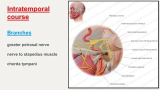 27
Intratemporal
course
Branches
greater petrosal nerve
nerve to stapedius muscle
chorda tympani
 