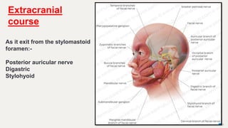 28
Extracranial
course
As it exit from the stylomastoid
foramen:-
Posterior auricular nerve
Digastric
Stylohyoid
 