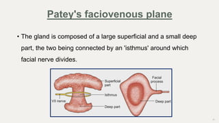 31
• The gland is composed of a large superficial and a small deep
part, the two being connected by an 'isthmus' around which
facial nerve divides.
Patey's faciovenous plane
 