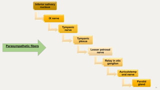 34
Inferior salivary
nucleus
IX nerve
Tympanic
nerve
Tympanic
plexus
Lesser petrosal
nerve
Relay in otic
ganglion
Auriculotemp
oral nerve
Parotid
gland
Parasympathetic fibers
 