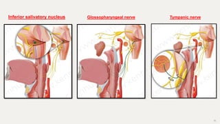 35
Glossopharyngeal nerve
Inferior salivatory nucleus Tympanic nerve
 