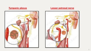 36
Lesser petrosal nerve
Tympanic plexus
 