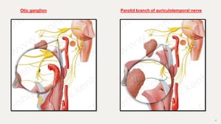 37
Otic ganglion Parotid branch of auriculotemporal nerve
 