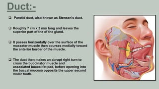  Parotid duct, also known as Stensen's duct.
 Roughly 7 cm x 3 mm long and leaves the
superior part of the of the gland.
 It passes horizontally over the surface of the
masseter muscle then courses medially toward
the anterior border of the muscle.
 The duct then makes an abrupt right turn to
cross the buccinator muscle and
associated buccal fat pad, before opening into
the buccal mucosa opposite the upper second
molar tooth.
Duct:-
 