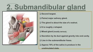  Second largest.
 Paired major salivary gland.
 The gland is about the size of a walnut.
 It is roughly J-shaped.
 Mixed gland (mostly serous).
 Secretion by its duct against gravity into oral cavity.
 Lies in the submandibular fossa.
 Approx 70% of the saliva is produce in the
unstimulated state.
2. Submandibular gland
 