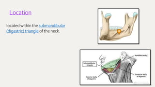 43
Location
located within the submandibular
(digastric) triangle of the neck.
 