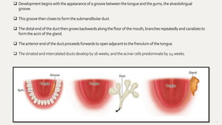 45
 Development begins with the appearance of a groove between the tongue and the gums, the alveololingual
groove.
 This groove then closes to form the submandibular duct.
 The distal end of the duct then grows backwards along the floor of the mouth, branches repeatedly and canalizes to
form the acini of the gland.
 The anterior end of the duct proceeds forwards to open adjacent to the frenulum of the tongue.
 The striated and intercalated ducts develop by 16 weeks, and the acinar cells predominate by 24 weeks.
 