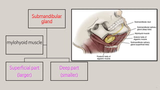 46
Submandibular
gland
Superficial part
(larger)
Deep part
(smaller)
mylohyoid muscle
 