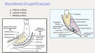 47
Boundaries of superficial part
a. Inferior surface.
b. Lateral surface.
c. Medial surface.
 