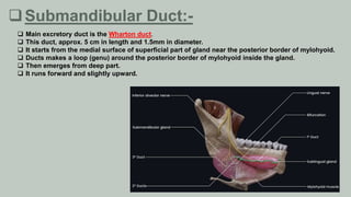 Submandibular Duct:-
 Main excretory duct is the Wharton duct.
 This duct, approx. 5 cm in length and 1.5mm in diameter.
 It starts from the medial surface of superficial part of gland near the posterior border of mylohyoid.
 Ducts makes a loop (genu) around the posterior border of mylohyoid inside the gland.
 Then emerges from deep part.
 It runs forward and slightly upward.
 