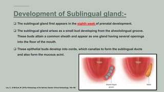  The sublingual gland first appears in the eighth week of prenatal development.
 The sublingual gland arises as a small bud developing from the alveololingual groove.
These buds attain a common sheath and appear as one gland having several openings
into the floor of the mouth.
 These epithelial buds develop into cords, which canalize to form the sublingual ducts
and also form the mucous acini.
Development of Sublingual gland:-
Lau, C., & McGurk, M. (2019). Embryology of the Salivary Glands. Clinical Embryology, 165–168.
 