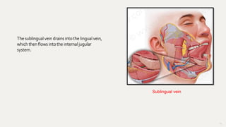 56
Sublingual vein
The sublingual vein drains into the lingual vein,
which then flows into the internal jugular
system.
 