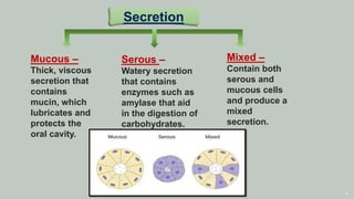 6
Secretion
Serous –
Watery secretion
that contains
enzymes such as
amylase that aid
in the digestion of
carbohydrates.
Mucous –
Thick, viscous
secretion that
contains
mucin, which
lubricates and
protects the
oral cavity.
Mixed –
Contain both
serous and
mucous cells
and produce a
mixed
secretion.
 