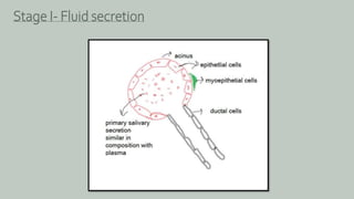 Stage I- Fluid secretion
 