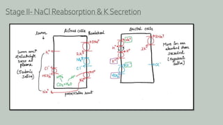 Stage II- NaCl Reabsorption & K Secretion
 