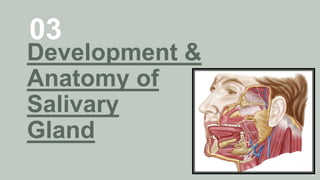 03
Development &
Anatomy of
Salivary
Gland
8
 