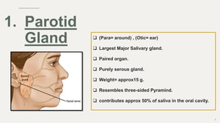  (Para= around) , (Otic= ear)
 Largest Major Salivary gland.
 Paired organ.
 Purely serous gland.
 Weight= approx15 g.
 Resembles three-sided Pyramind.
 contributes approx 50% of saliva in the oral cavity.
9
1. Parotid
Gland
 