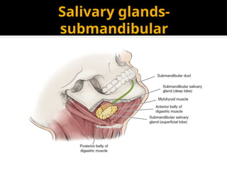 Saliva Injection Salivary gland and saliva Oral medicine imp | PPTX