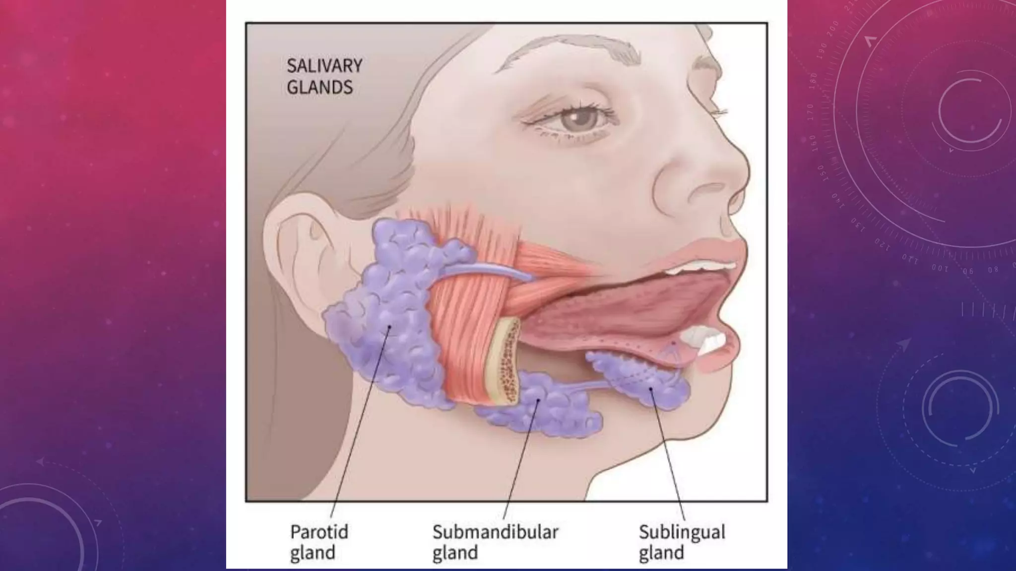 Salivary Gland Disease PPTX