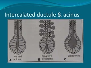Intercalated ductule & acinus
 