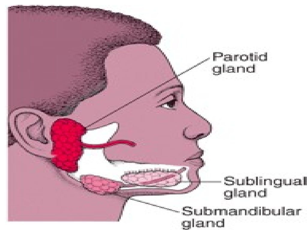 Salivary gland infections
