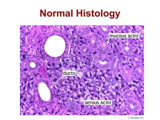 Normal Histology
 