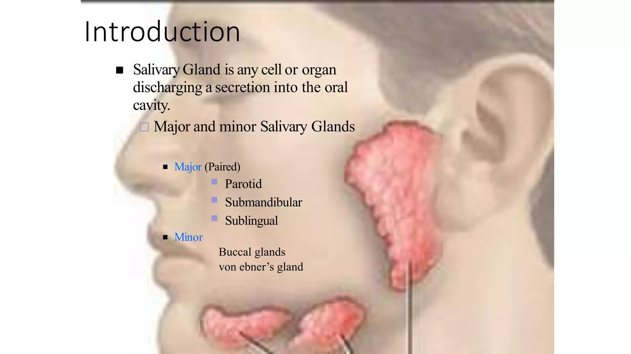 Physiology of Salivary gland ppt | PPTX