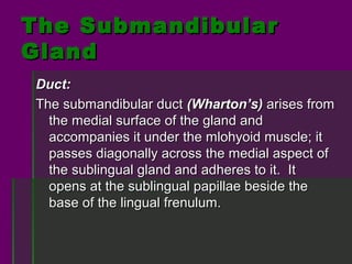 The Submandibular
Gland
Duct:
The submandibular duct (Wharton’s) arises from
  the medial surface of the gland and
  accompanies it under the mlohyoid muscle; it
  passes diagonally across the medial aspect of
  the sublingual gland and adheres to it. It
  opens at the sublingual papillae beside the
  base of the lingual frenulum.
 