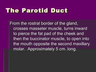 The Parotid Duct

 From the rostral border of the gland,
   crosses masseter muscle, turns inward
   to pierce the fat pad of the cheek and
   then the buccinator muscle, to open into
   the mouth opposite the second maxillary
   molar. Approximately 5 cm. long.
 