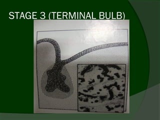 STAGE 3 (TERMINAL BULB)
 