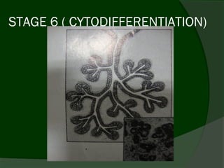 STAGE 6 ( CYTODIFFERENTIATION)
 