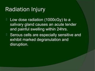 Radiation Injury
   Low dose radiation (1000cGy) to a
    salivary gland causes an acute tender
    and painful swelling within 24hrs.
   Serous cells are especially sensitive and
    exhibit marked degranulation and
    disruption.
 