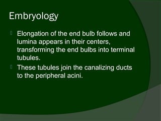 Embryology
   Elongation of the end bulb follows and
    lumina appears in their centers,
    transforming the end bulbs into terminal
    tubules.
   These tubules join the canalizing ducts
    to the peripheral acini.
 