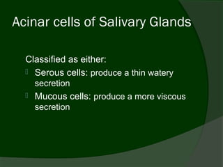 Acinar cells of Salivary Glands

  Classified as either:
   Serous cells: produce a thin watery
      secretion
     Mucous cells: produce a more viscous
      secretion
 