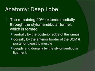 Anatomy: Deep Lobe
   The remaining 20% extends medially
    through the stylomandibular tunnel,
    which is formed
    ventrally by the posterior edge of the ramus
    dorsally by the anterior border of the SCM &
     posterior digastric muscle
    deeply and dorsally by the stylomandibular
     ligament.
 