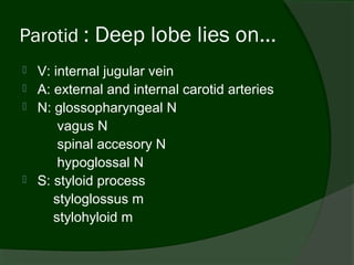 Parotid : Deep lobe lies on...
   V: internal jugular vein
   A: external and internal carotid arteries
   N: glossopharyngeal N
        vagus N
        spinal accesory N
        hypoglossal N
   S: styloid process
       styloglossus m
       stylohyloid m
 