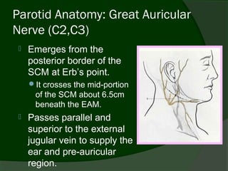 Parotid Anatomy: Great Auricular
Nerve (C2,C3)
    Emerges from the
     posterior border of the
     SCM at Erb’s point.
     It crosses the mid-portion
      of the SCM about 6.5cm
      beneath the EAM.
    Passes parallel and
     superior to the external
     jugular vein to supply the
     ear and pre-auricular
     region.
 