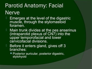 Parotid Anatomy: Facial
Nerve
   Emerges at the level of the digastric
    muscle, through the stylomastoid
    foramen.
   Main trunk divides at the pes anserinus
    (intraparotid plexus of CN7) into the
    upper temporofacial and lower
    cervicofacial divisions.
   Before it enters gland, gives off 3
    branches:
    Posterior auricular, posterior digastric,
      stylohyoid
 