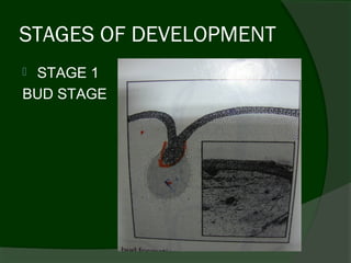STAGES OF DEVELOPMENT
STAGE 1
BUD STAGE
 