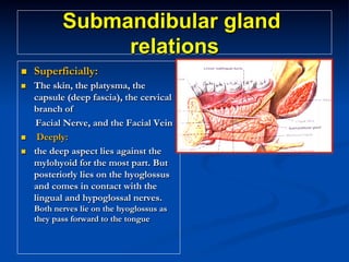 Submandibular gland
relations
n 

Superficially:

n 

The skin, the platysma, the
capsule (deep fascia), the cervical
branch of
Facial Nerve, and the Facial Vein
Deeply:
the deep aspect lies against the
mylohyoid for the most part. But
posteriorly lies on the hyoglossus
and comes in contact with the
lingual and hypoglossal nerves.

n 
n 

Both nerves lie on the hyoglossus as
they pass forward to the tongue

 