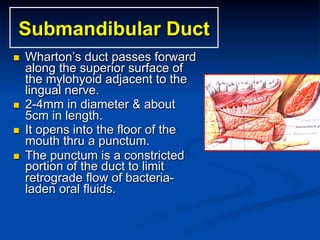 Submandibular Duct
n 

n 
n 
n 

Wharton’s duct passes forward
along the superior surface of
the mylohyoid adjacent to the
lingual nerve.
2-4mm in diameter & about
5cm in length.
It opens into the floor of the
mouth thru a punctum.
The punctum is a constricted
portion of the duct to limit
retrograde flow of bacterialaden oral fluids.

 