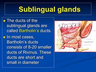 Sublingual glands
The ducts of the
sublingual glands are
called Bartholin’s ducts.
n  In most cases,
Bartholin’s ducts
consists of 8-20 smaller
ducts of Rivinus. These
ducts are short and
small in diameter
n 

 