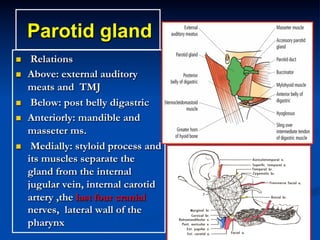 Parotid gland
n 
n 

n 
n 

n 

Relations
Above: external auditory
meats and TMJ
Below: post belly digastric
Anteriorly: mandible and
masseter ms.
Medially: styloid process and
its muscles separate the
gland from the internal
jugular vein, internal carotid
artery ,the last four cranial
nerves, lateral wall of the
pharynx

 