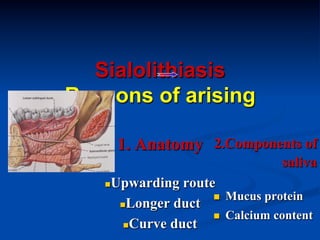 Sialolithiasis
Reasons of arising
1. Anatomy 2.Components of
saliva
Upwarding route
n  Mucus protein
n Longer duct
n  Calcium content
n Curve duct

n 

 